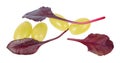 Yellow grape berries and fresh young chard red leaves isolated on white background Royalty Free Stock Photo