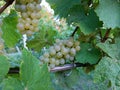 yellow grape bunches and green leaves. Autumn in vineyard Royalty Free Stock Photo