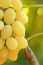 Yellow grape cluster Royalty Free Stock Photo