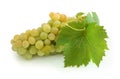 Yellow grape cluster Royalty Free Stock Photo