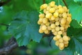 Yellow grape cluster with leaves on vine