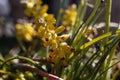 Yellow grape hyacinth, Muscari macrocarpum Royalty Free Stock Photo