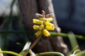 Yellow grape hyacinth, Muscari macrocarpum Royalty Free Stock Photo