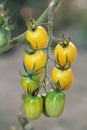 Yellow grape tomatoes on plants in the evening. Royalty Free Stock Photo