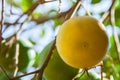 Yellow grapefruit on a branch