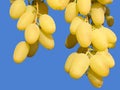 Yellow grapes Royalty Free Stock Photo