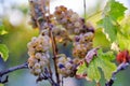 Yellow grapes on grapevine, vineyard in autumn