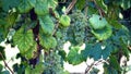 Fresh white grape bunch hanging from vine in winemaking region Royalty Free Stock Photo