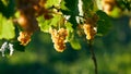 Yellow grapes hanging from a branch in a vineyard Royalty Free Stock Photo