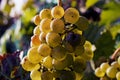 Yellow grapes Royalty Free Stock Photo