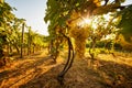 Yellow grapes with sun rays in the vineyard Royalty Free Stock Photo