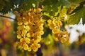 Yellow grapes on the vineyard before harvest Royalty Free Stock Photo