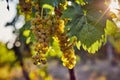 The yellow grapes on a vineyard with sunlight Royalty Free Stock Photo