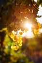 Yellow grapes in a vineyard at sunrise, with sun rays in the background