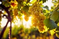 Yellow grapes in a vineyard at sunrise Royalty Free Stock Photo