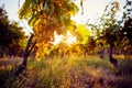 Yellow grapes in a vineyard at sunset Royalty Free Stock Photo