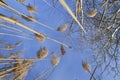 Yellow grass against a blue sky Royalty Free Stock Photo