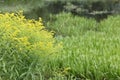 Yellow grass at a boggy pond