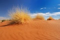 Yellow Grass in the Desert