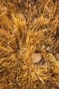 Yellow grass on a dry land texture