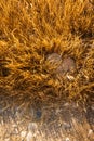 Yellow grass on a dry land texture