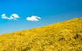 Yellow grass in farm with blue sky background. Grass field and blue sky and white clouds on sunny day. Beautiful landscape. Nature Royalty Free Stock Photo