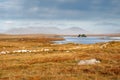 Yellow grass in a field, small island in a lake, mountains in the background. Scene in Connemara, county Galway, Ireland. Warm Royalty Free Stock Photo