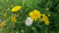 Yellow grass flowers with with pollen. Fieldflowers.