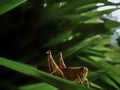 Yellow grass hopper Royalty Free Stock Photo