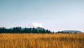 Yellow grass in the mountains on a background of blue sky. Royalty Free Stock Photo