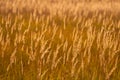 Yellow grass on sunset