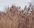 Yellow grass sways in the wind.