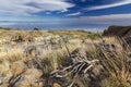 Yellow grass and wood in semidesert with stones and blue sky