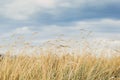 Yellow grasses against blue sky Royalty Free Stock Photo