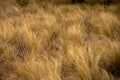Yellow Grasses Blow In The Wind In Big Bend