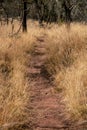 Yellow Grasses Encroach On The Trails In Big Bend Royalty Free Stock Photo