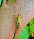 Yellow grasshopper with brown stripes