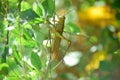 Yellow grasshopper in a bush