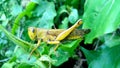 Yellow grasshopper feeding on green leave