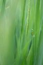 Yellow grasshopper in a green rice field