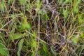 A yellow grasshopper hiding in the grass