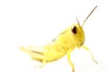 Yellow grasshopper isolated on white