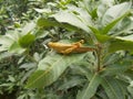 Yellow grasshopper on the leaf of mango tree