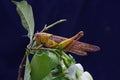 A yellow grasshopper is looking for prey in a gardenia flower on a black background.