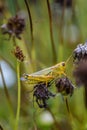 yellow grasshopper macro