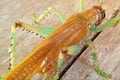 Yellow grasshopper with macro view Royalty Free Stock Photo