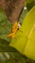 The yellow grasshopper with round oval gray eyes has an antena on the head with a yellow winged pattern Royalty Free Stock Photo