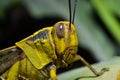 The yellow grasshopper with round oval gray eyes