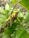 yellow grasshopper on the twig