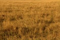 Yellow Grasslands Royalty Free Stock Photo